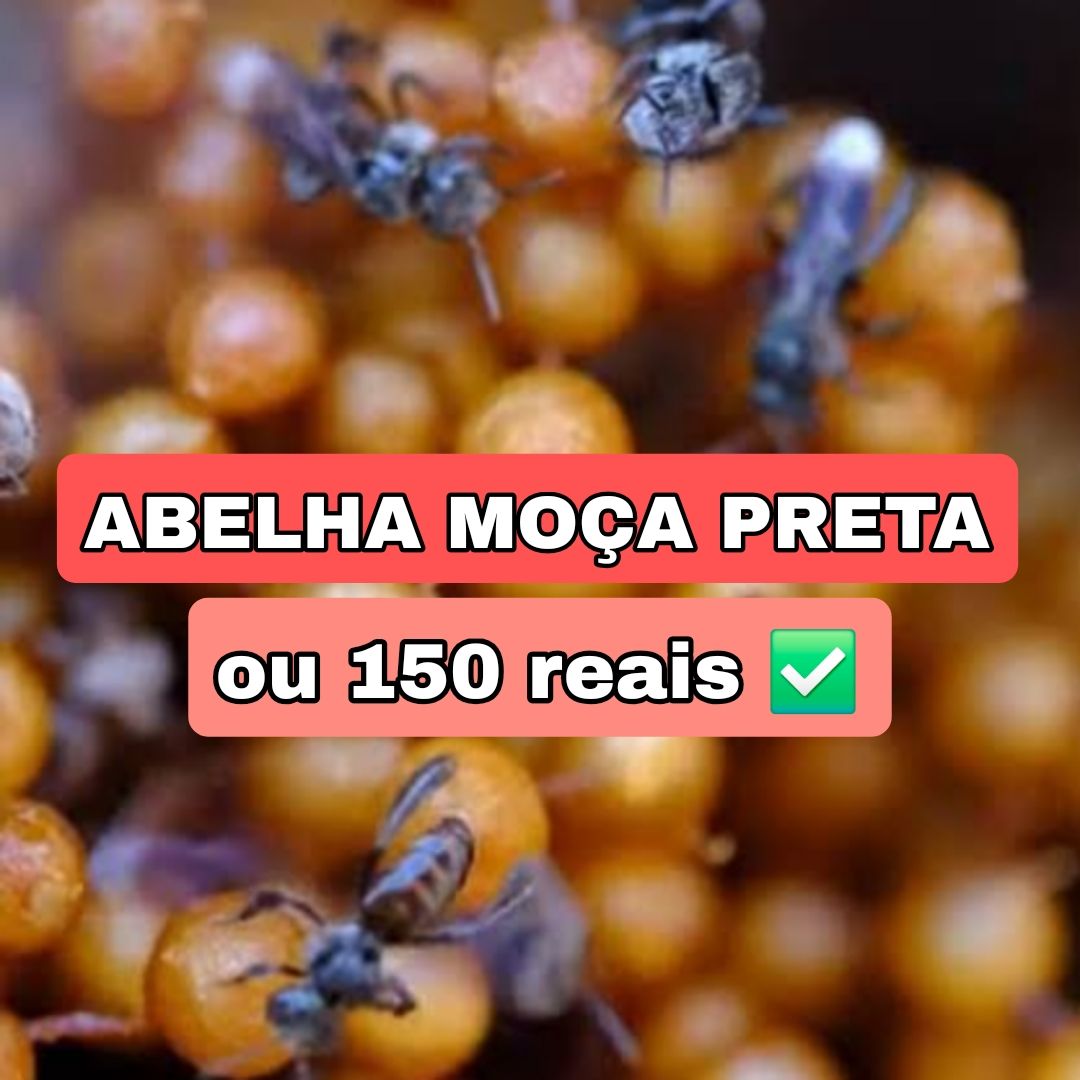 326° Edição- Ação de 100 NÚMEROS (1 Abelha Moça Preta ou 150 reais no pix ✅️)