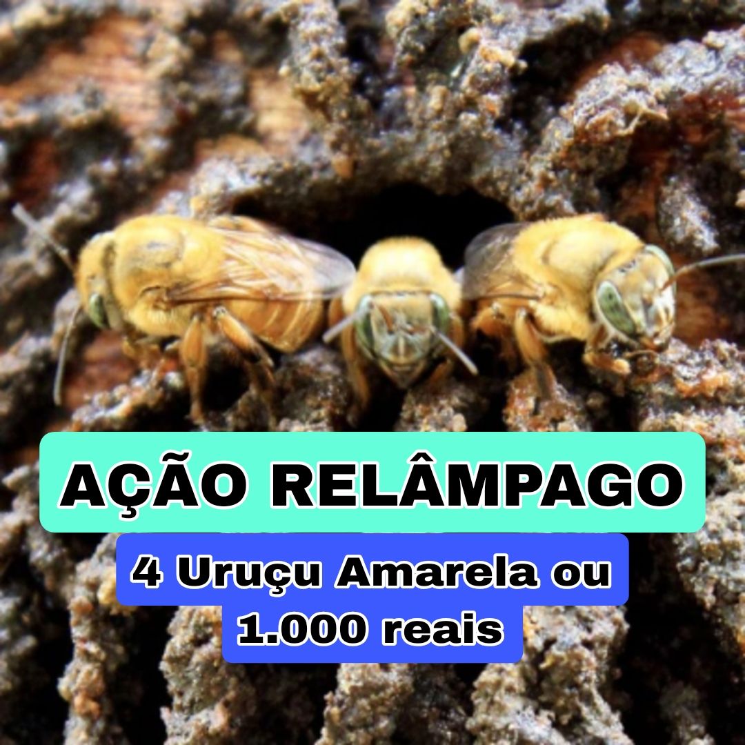 330° Edição- Ação RELÂMPAGO (4 Uruçu Amarela ou 1000 reais no pix ✅️)