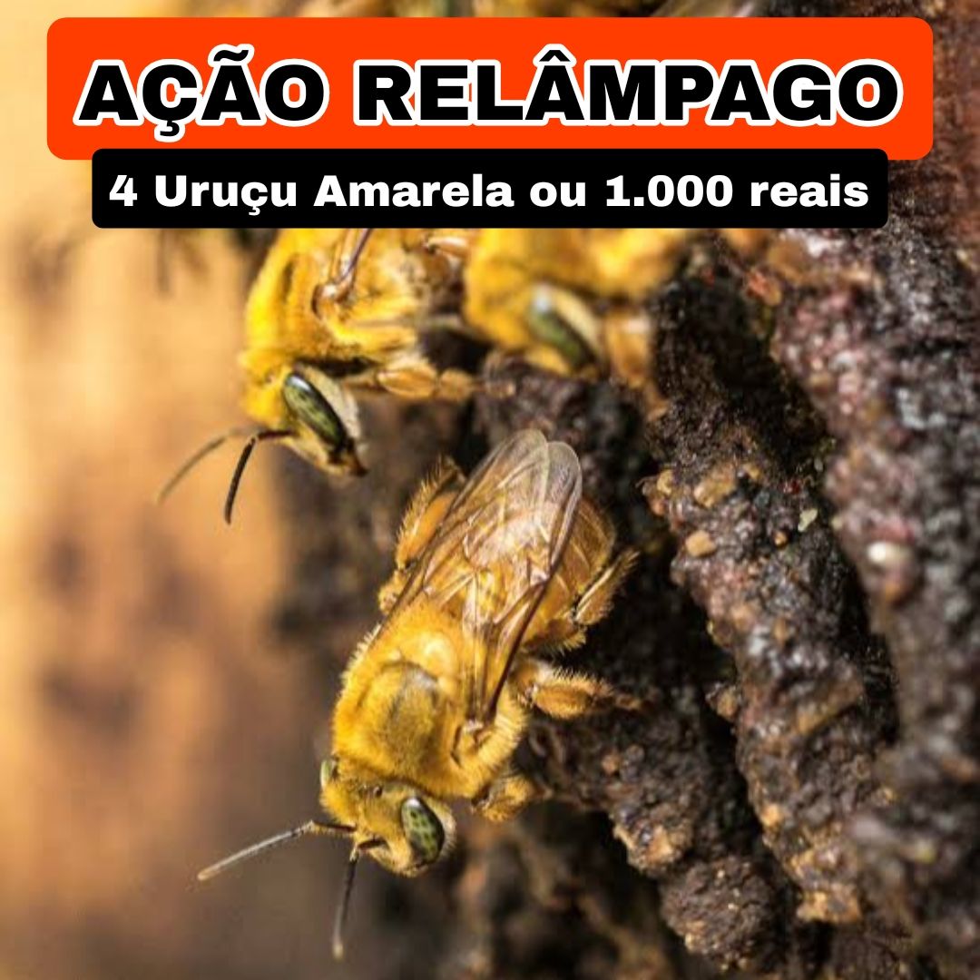 331° Edição- Ação RELÂMPAGO (4 Uruçu Amarela ou 1000 reais no pix ✅️)