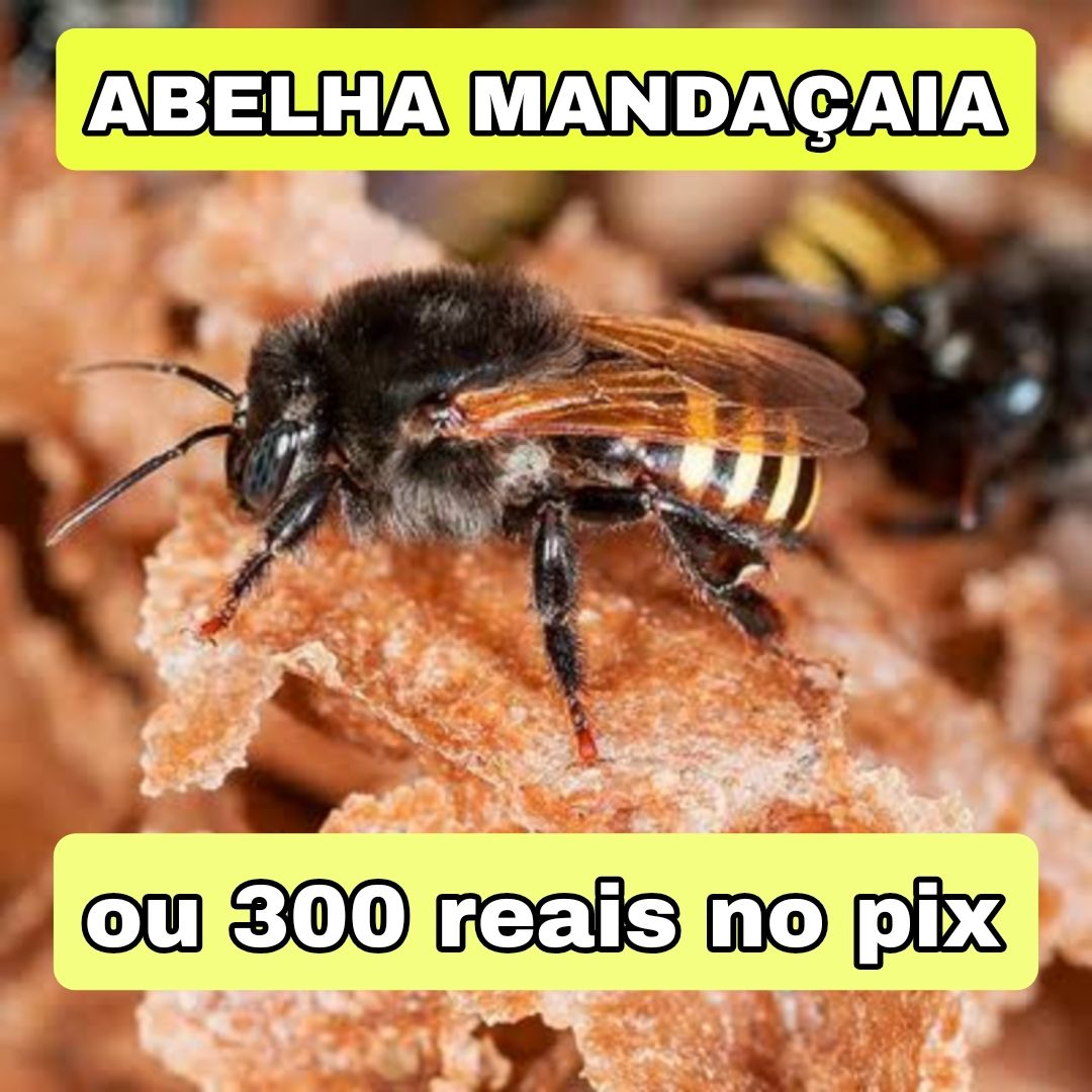 333° Edição- Ação de 100 NÚMEROS (1 Abelha Mandaçaia ou 300 reais no pix ✅️)